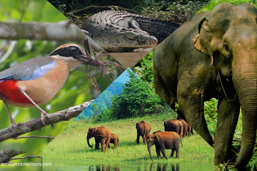 ODISHA WILDLIFE TOUR