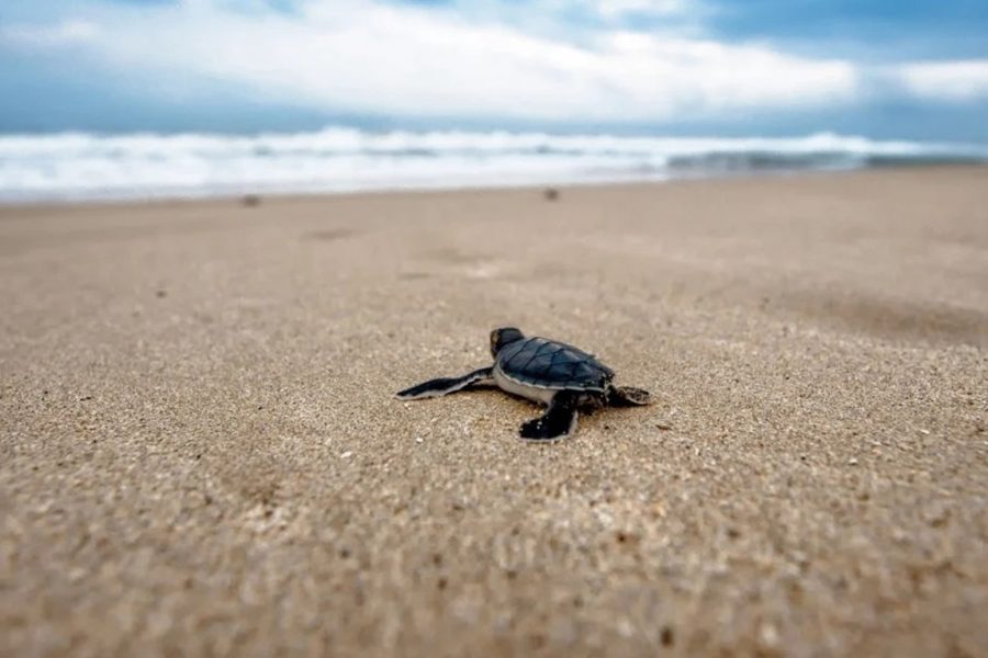 OLIVE RIDLEY TOURS