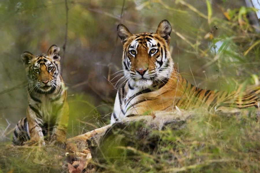 WILDLIFE TOUR OF ODISHA