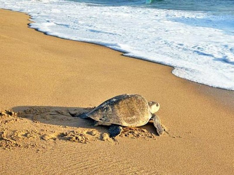 OLIVE RIDLEY TOURS